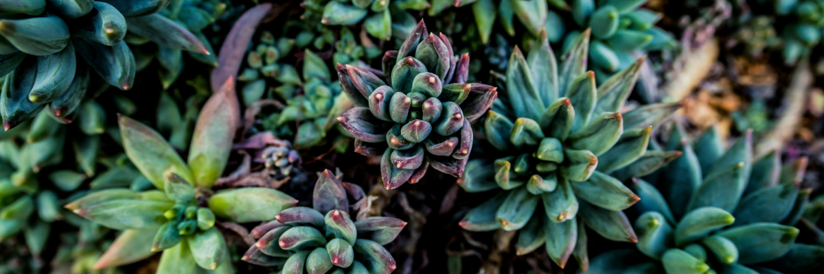 Close-up of Succulents