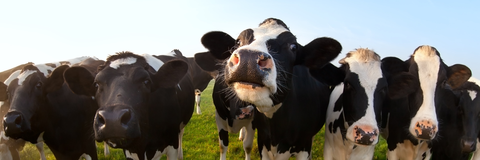Cow in the field.