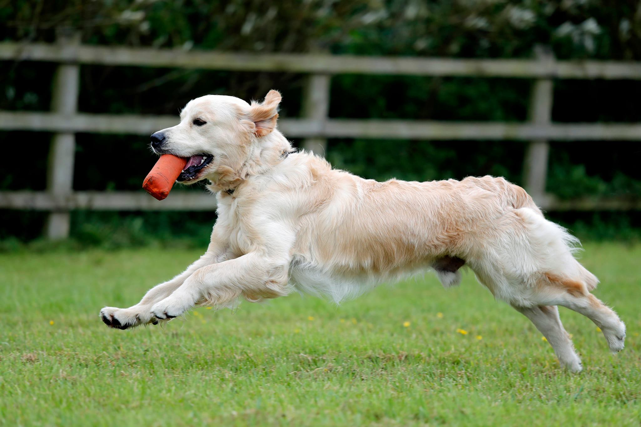 dog running
