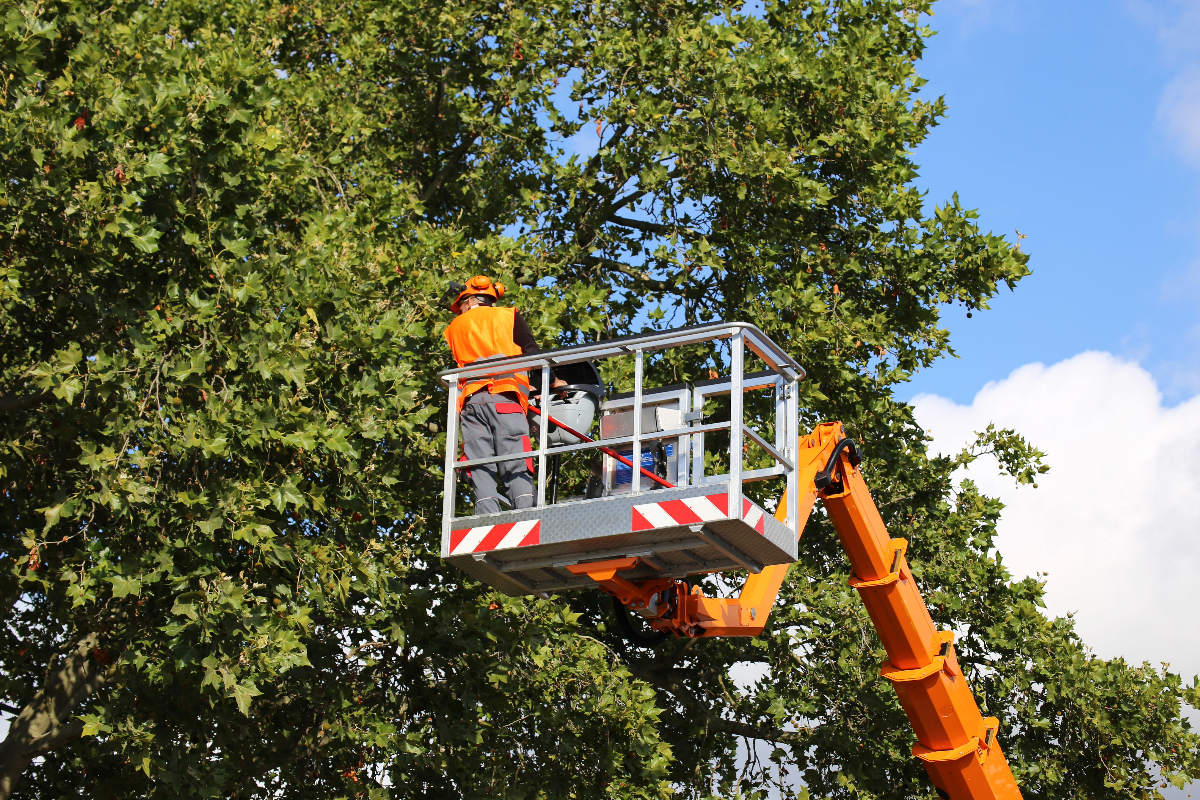 Arboriculture